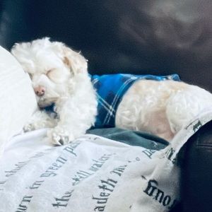 Meet your Posher, Gigi